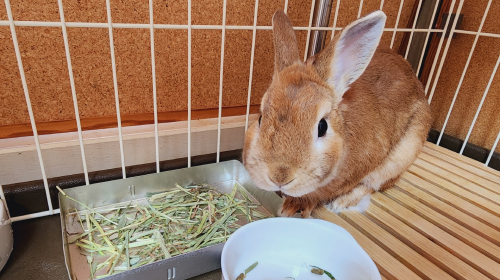 エキゾチックアニマルと飼い主のイラスト