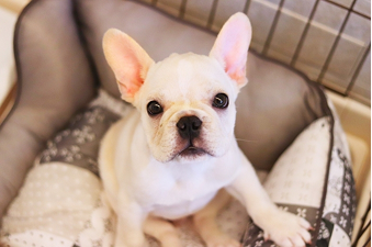 熱中症になりやすい犬種のイラスト