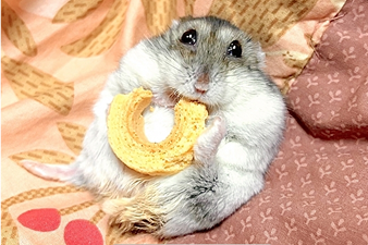 ペットの熱中症症状説明イラスト