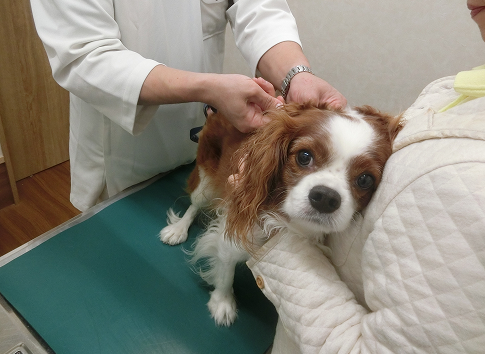 ワクチン接種・予防医療イラスト