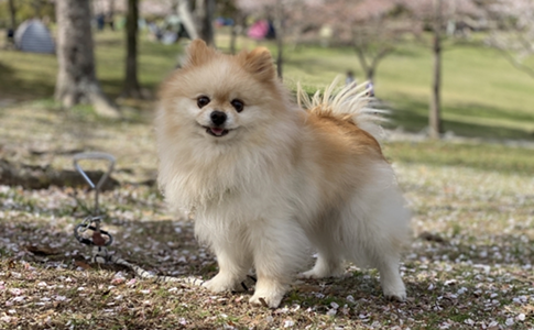 ポメラニアン